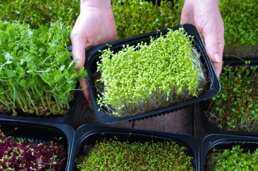 Contact Rooted Urban