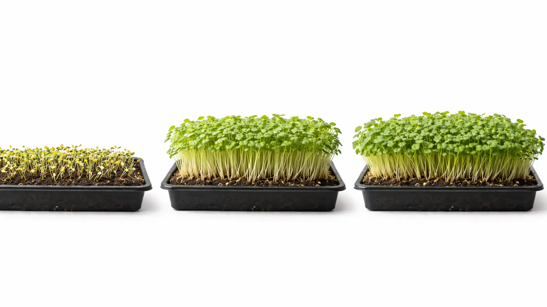 Microgreens Growing at Home