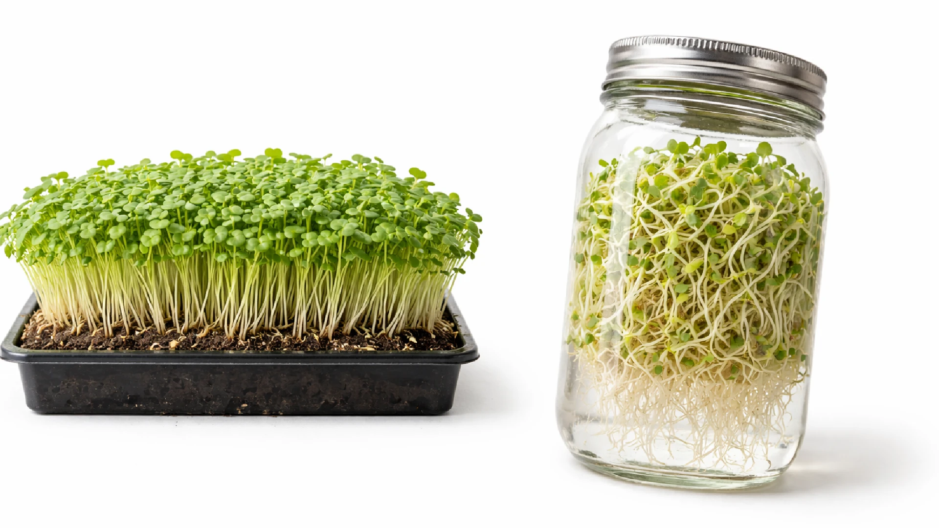 microgreens growing in soil