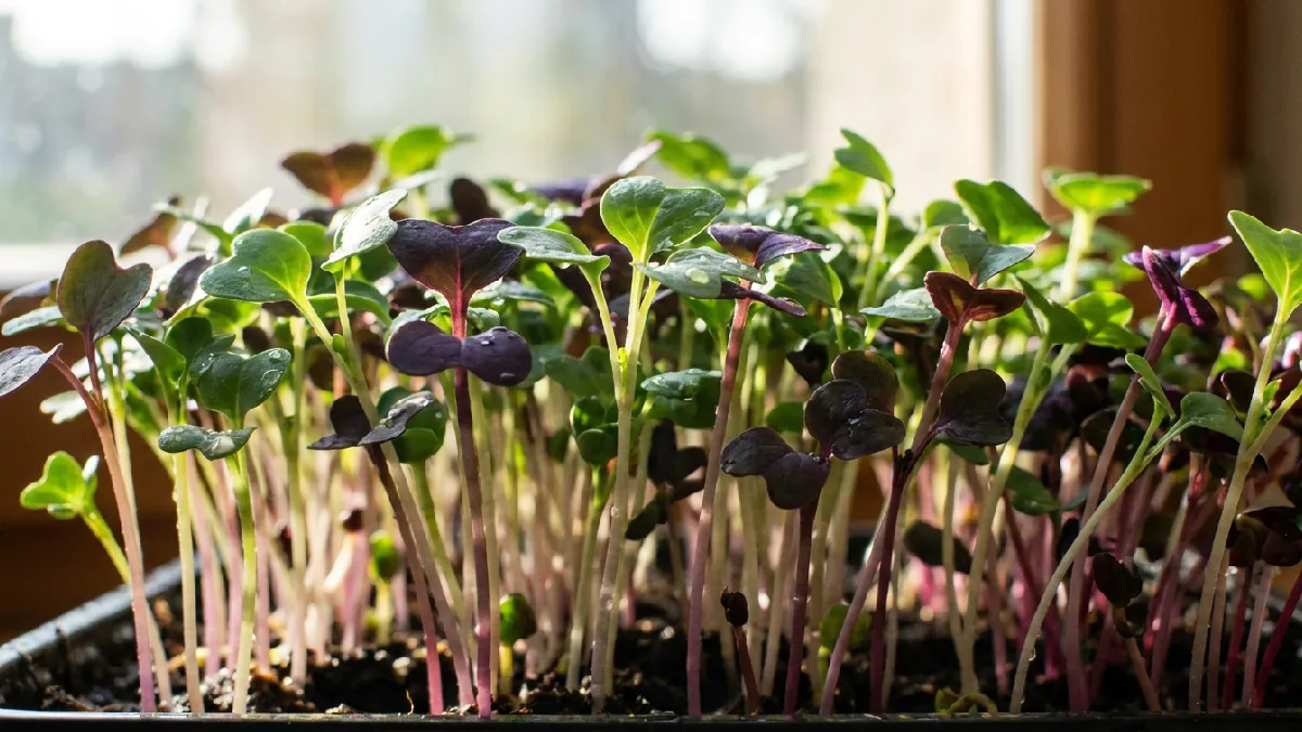 Close-up indoor tray of microgreens showing tiny leaves, soft stems, bright colors, and hidden roots, demonstrating early-stage growth of nutrient-packed microgreens ready for home use.
