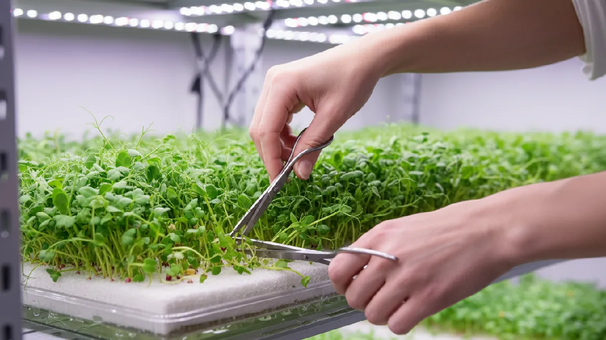 Cutting hydroponic microgreens with clean scissors above the grow mat