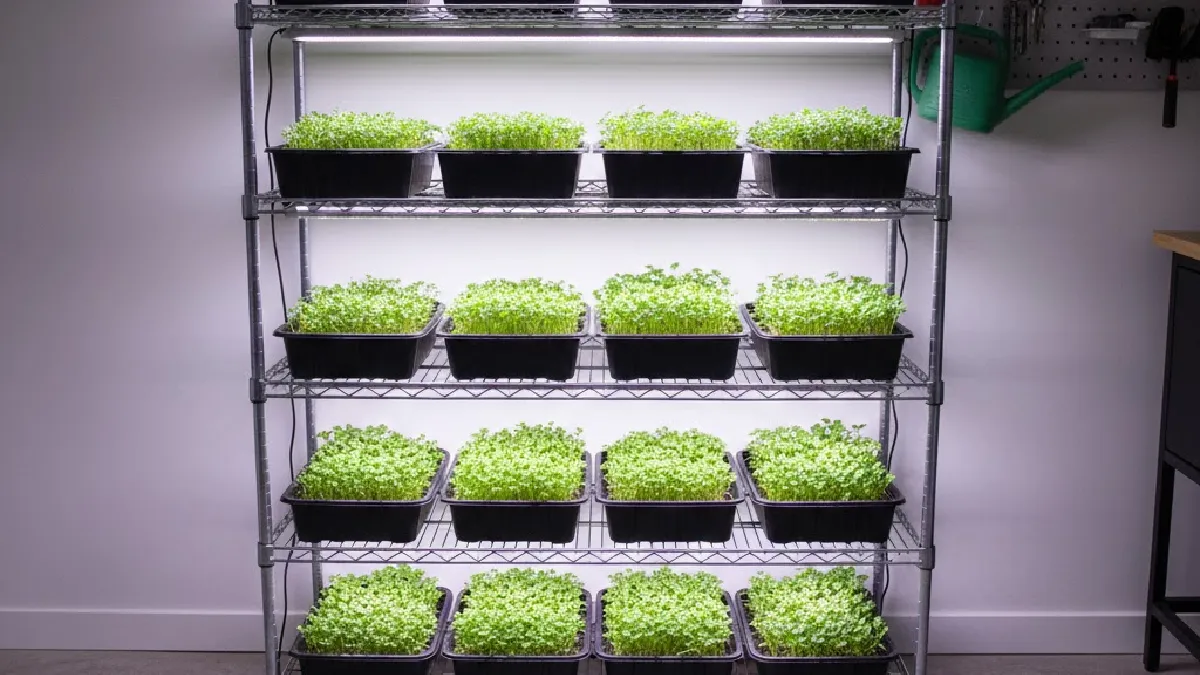 Microgreen trays placed correctly under indoor grow lights