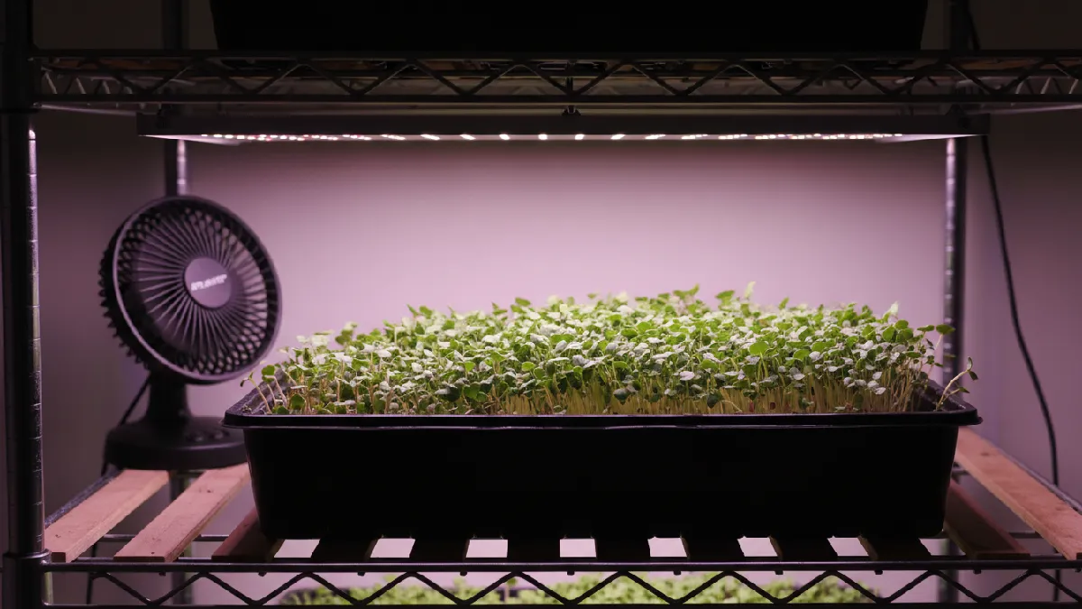 Microgreens growing under LED lights with proper airflow fan indoors