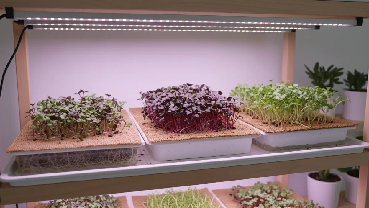 Microgreens grown without soil on hemp and coco coir grow mats