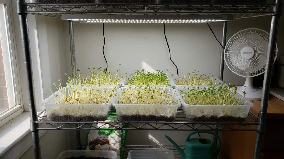 Microgreens trays with pale, thin, and stretched shoots, uneven sunlight, weak indoor lighting, a small fan nearby, and LED lights above, demonstrating poor lighting effects, showing the need for correct height, rotation, and 12to 16 hours of exposure for healthy growth.