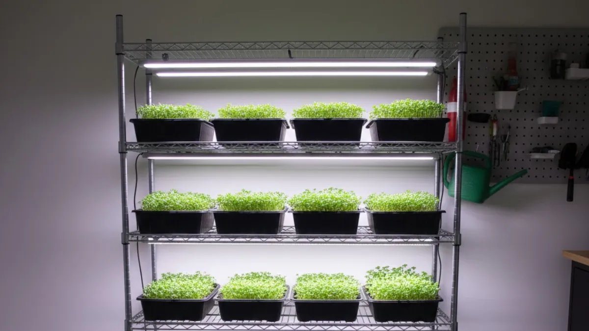 Microgreens trays placed under LED grow lights at proper distance to ensure healthy growth.