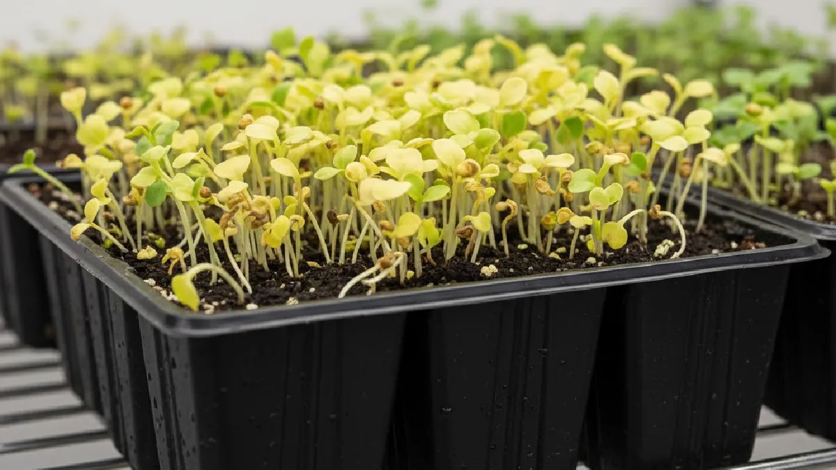 Microgreens with yellow leaves caused by nutrient deficiency or lack of light.