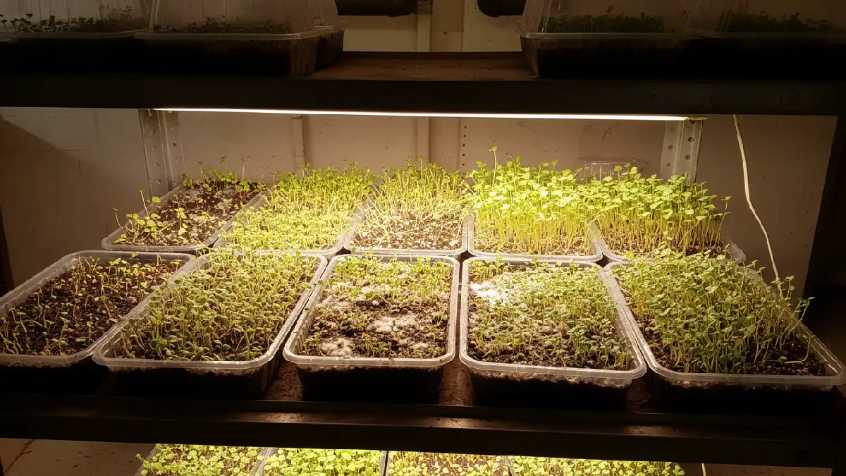 Tray of indoor microgreens showing common mistakes: yellowing leaves, moldy soil, overcrowded seeds, and leggy stems under weak light, highlighting beginner pitfalls. 
