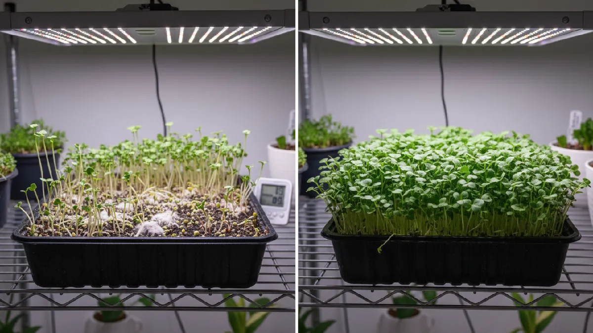 Common microgreens growing problems such as mold, leggy stems, and uneven growth shown alongside healthy trays to help beginners identify and fix issues. 