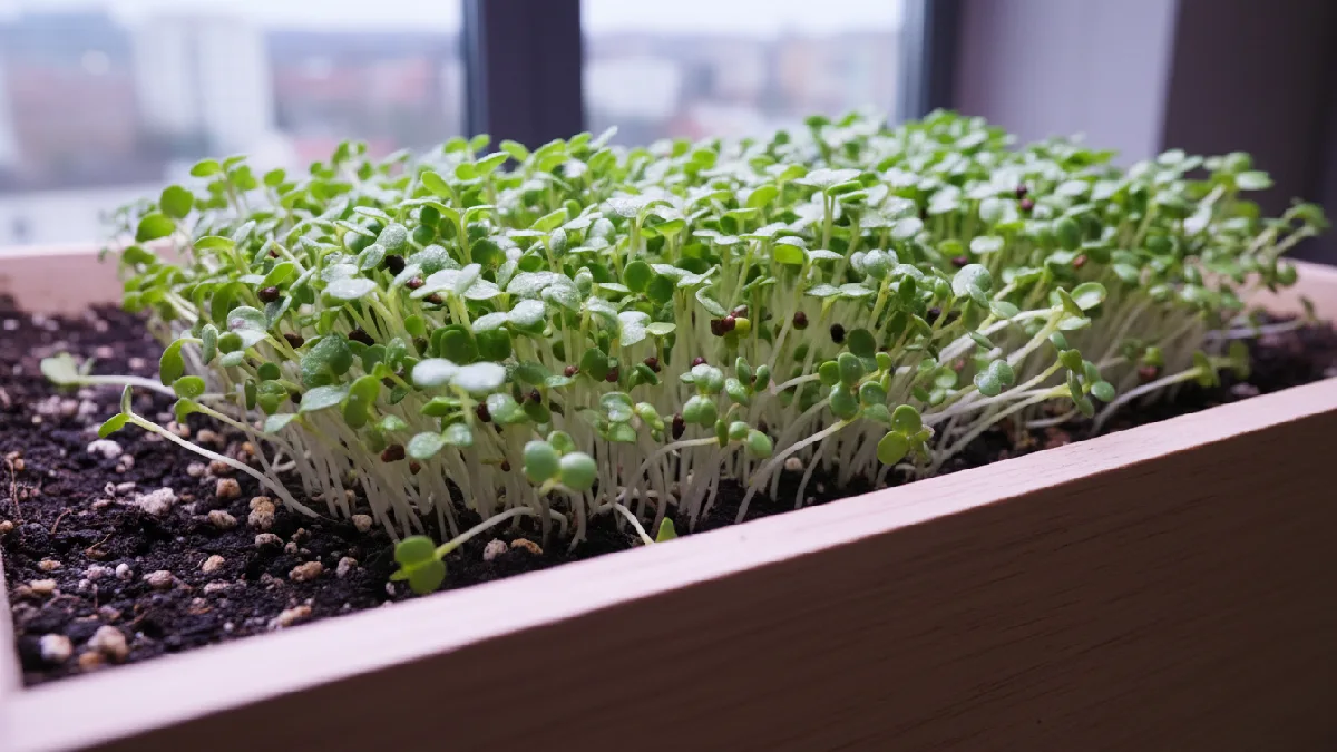 Microgreens are young edible plants harvested early with small leaves and strong flavor, grown in soil or mats indoors for fresh and nutrient-rich meals. 