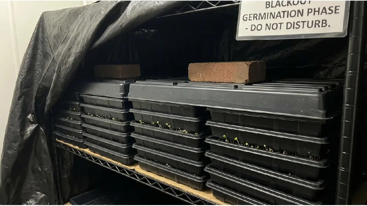 microgreens trays covered during germination blackout period