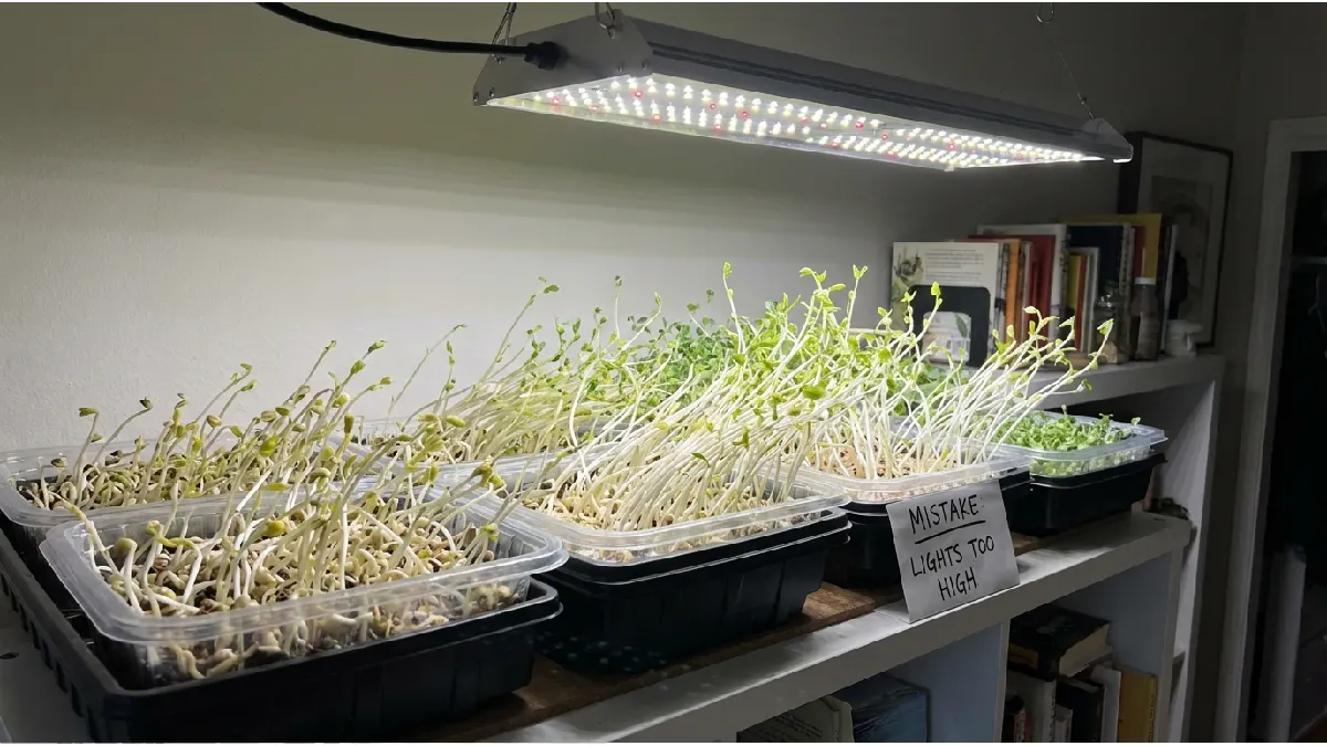microgreens stretching due to lights too far