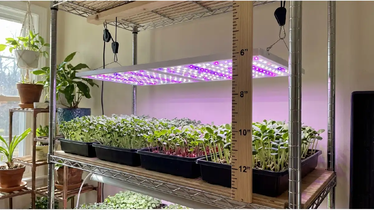 correct grow light distance for microgreens