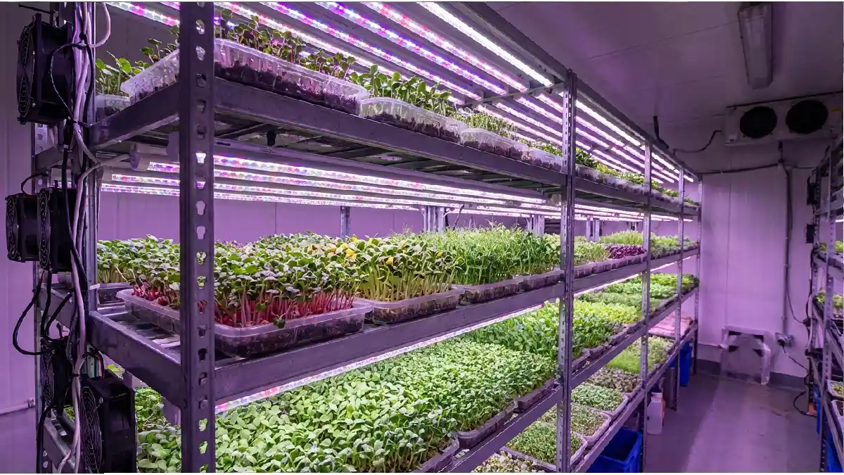 proper grow light intensity for microgreens
