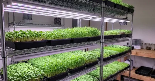 best grow lights for microgreens