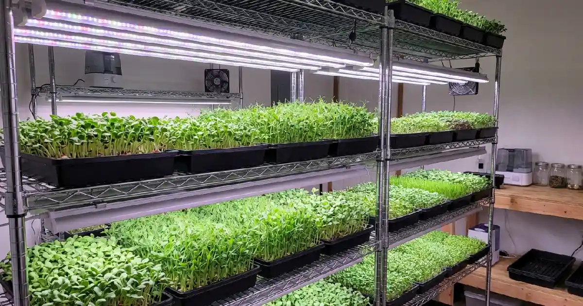 best grow lights for microgreens