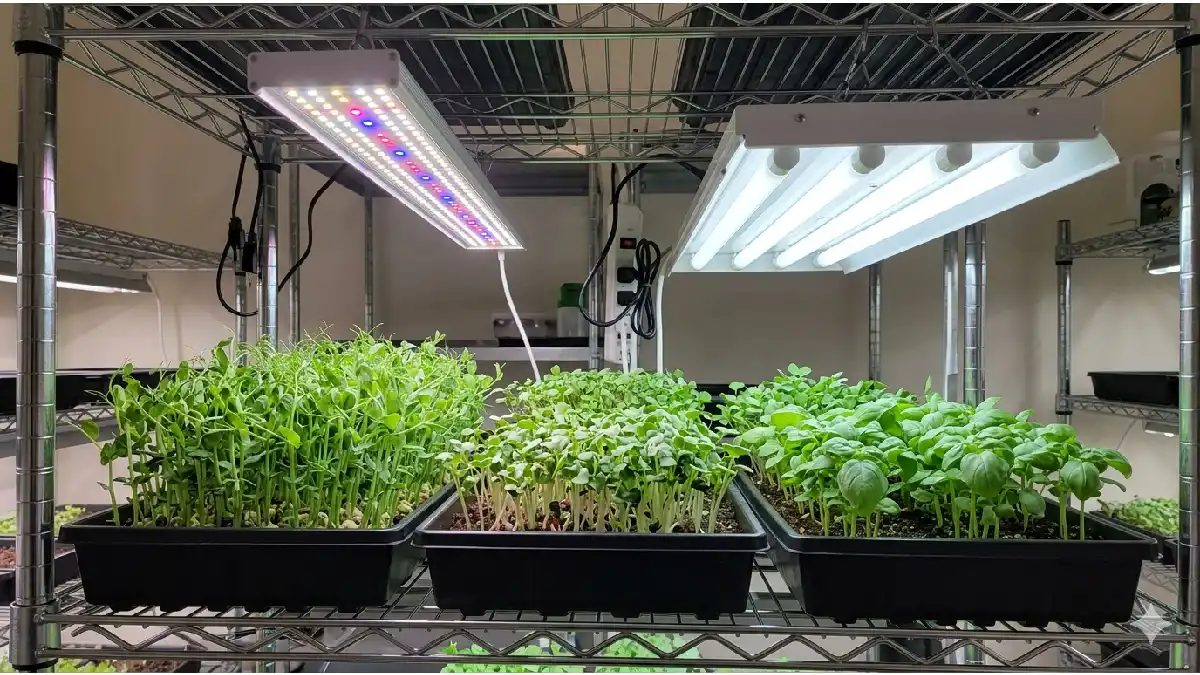 “LED fluorescent grow lights”