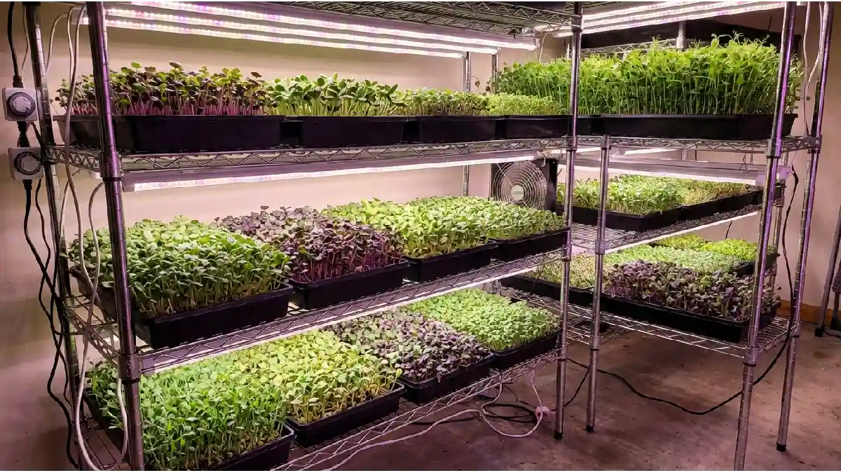microgreens grow lights setup for indoor trays