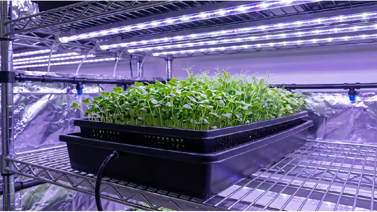 popular 1020 perforated and solid microgreens tray setup preferred by growers