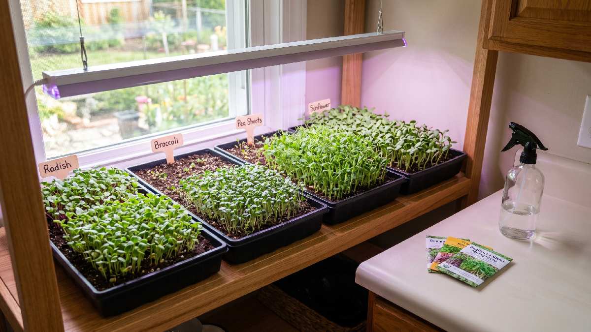Best indoor microgreens grow fast, need little care, and give steady harvests in small home setups.