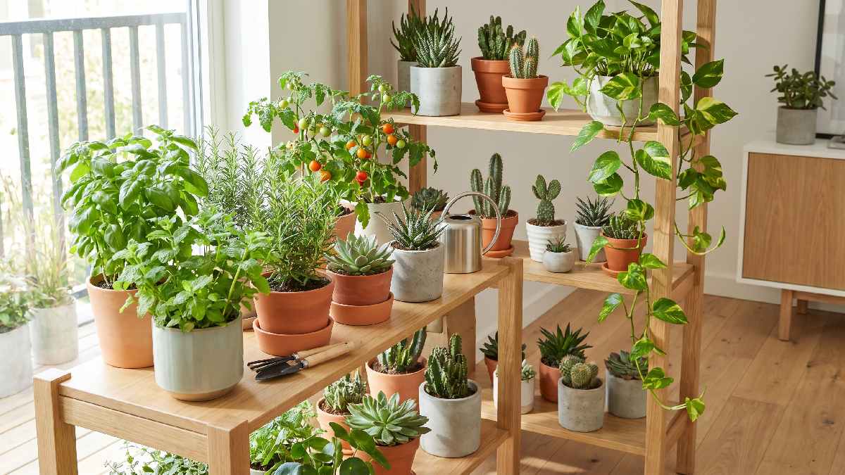 A shelf of thriving indoor plants including herbs, vegetables, pothos, and succulents in simple pots near a bright window. 