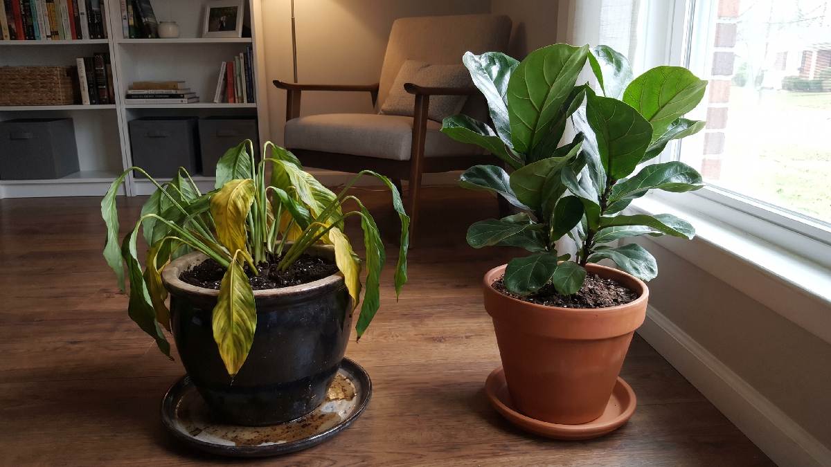 A yellowing overwatered indoor plant in a dark corner contrasted with a healthy green plant near a bright sunny window. 