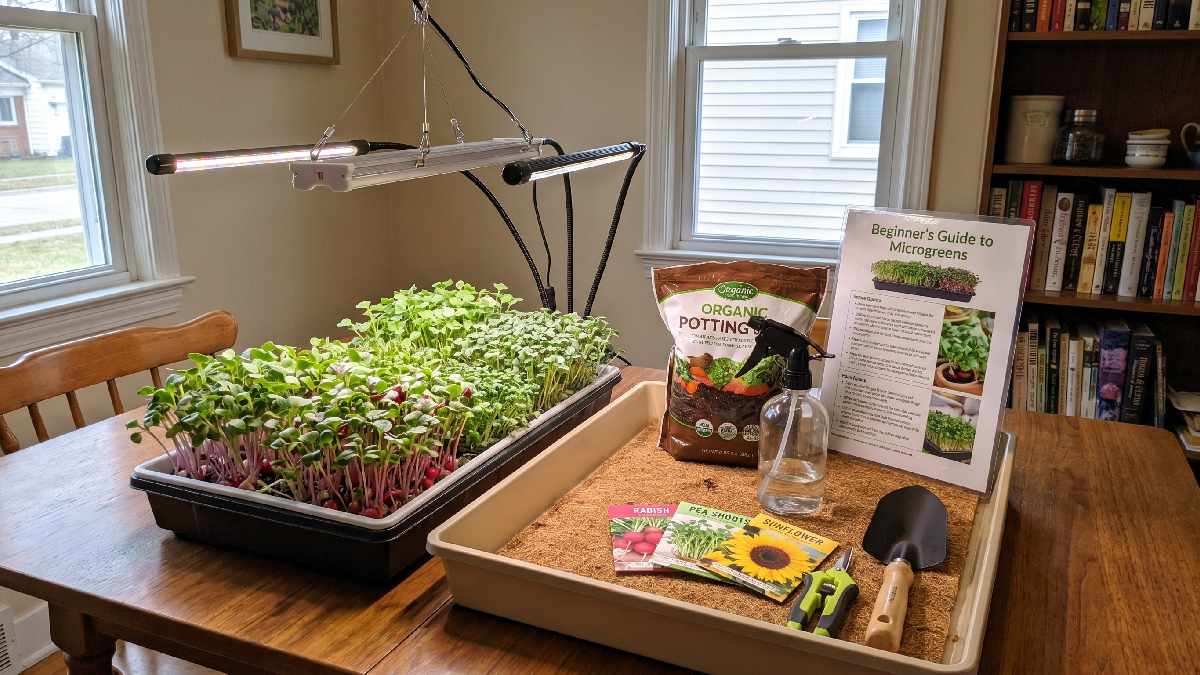 Use trays, soil light, and watering tools; simple equipment helps grow healthy microgreens indoors without an expensive setup.