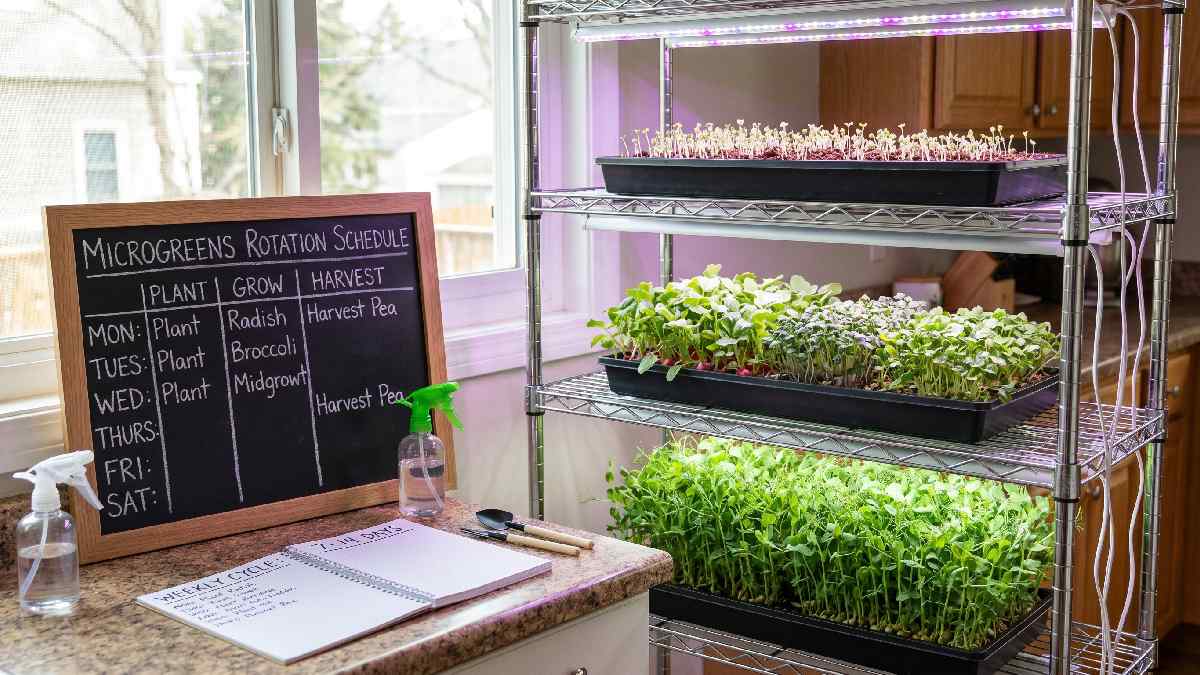 Microgreens grow in seven to fourteen days, enabling fast rotation, continuous harvest, and steady indoor supply all year round.