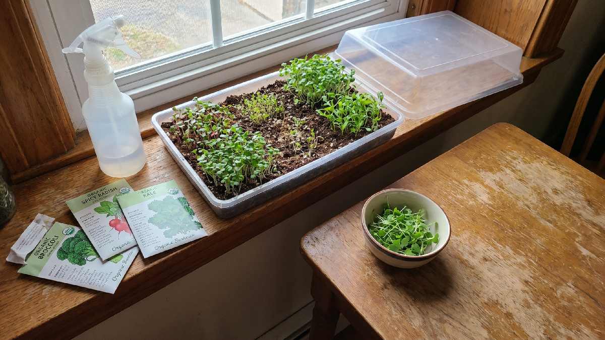 Grow microgreens at home using a simple tray, seeds, light, and water. Tiny plants sprout fast, with a fresh taste, and a small beginner's guide.