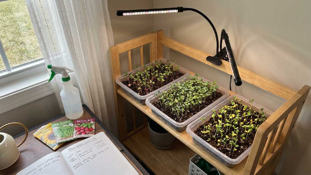 Grow microgreens indoors with simple trays, seeds, light, and water for quick, healthy harvests in small home spaces.