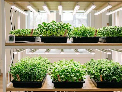 Grow Light for Microgreens