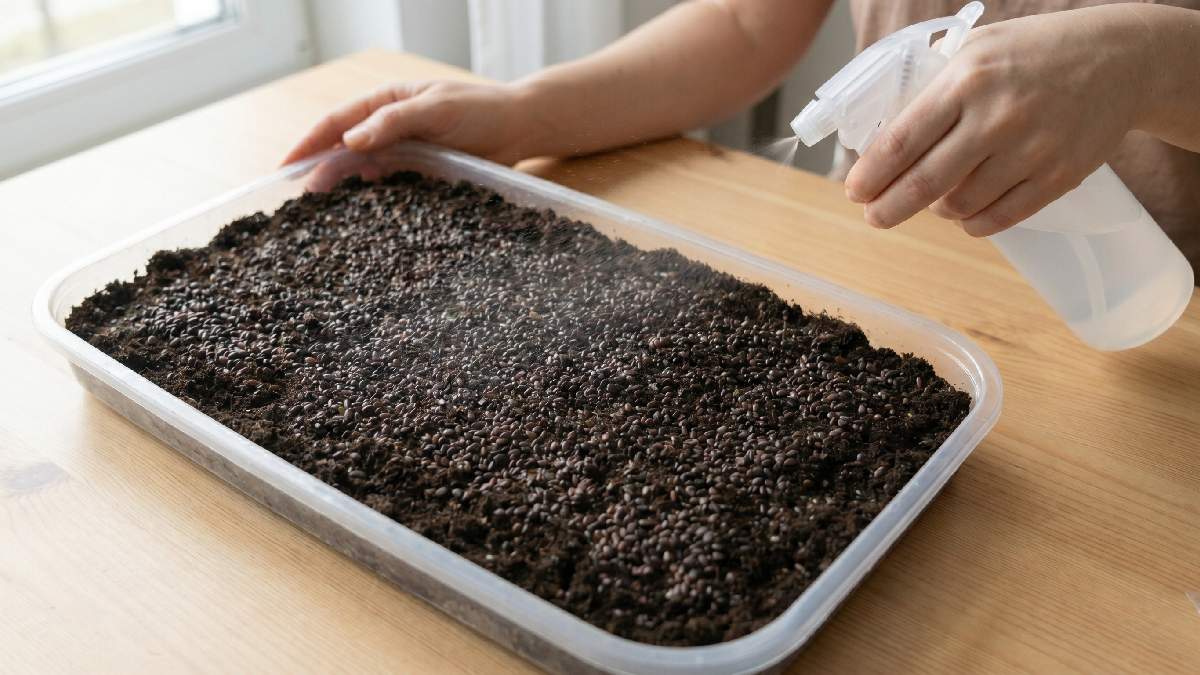 Sow seeds evenly across the tray, avoiding overcrowding. Press lightly to ensure proper spacing, airflow, and strong, healthy microgreens growth indoors.
