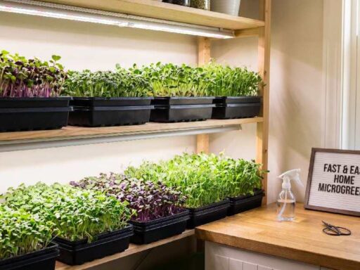 Best Microgreens to Grow Indoors Fast, Easy & Healthy Home Gardening.