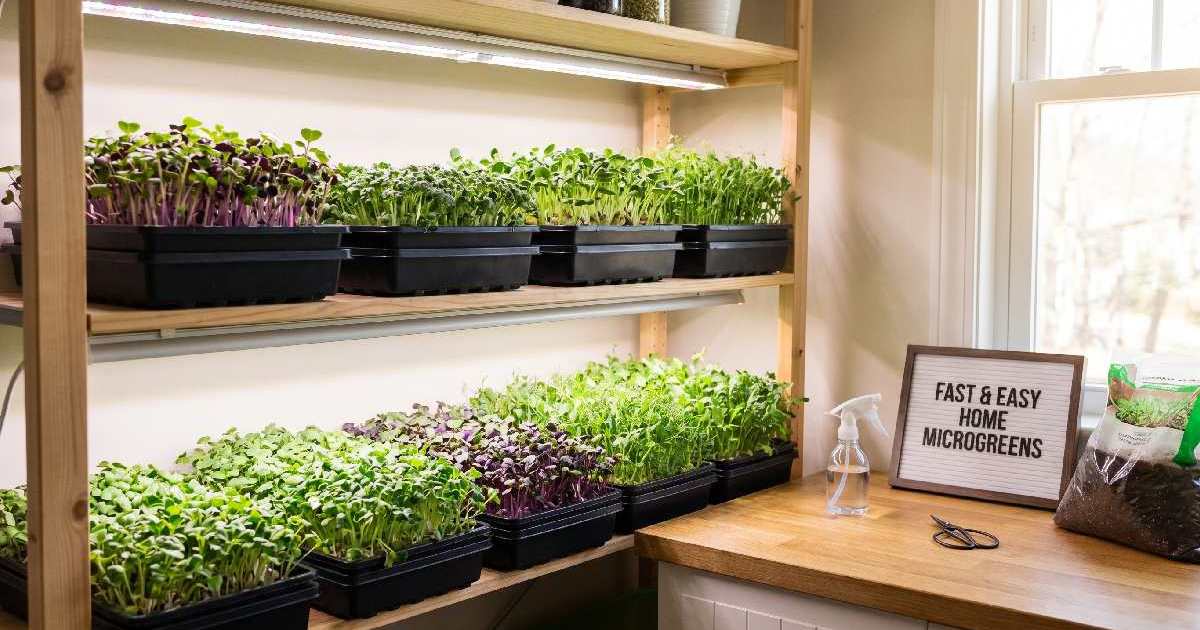 Best Microgreens to Grow Indoors Fast, Easy & Healthy Home Gardening.