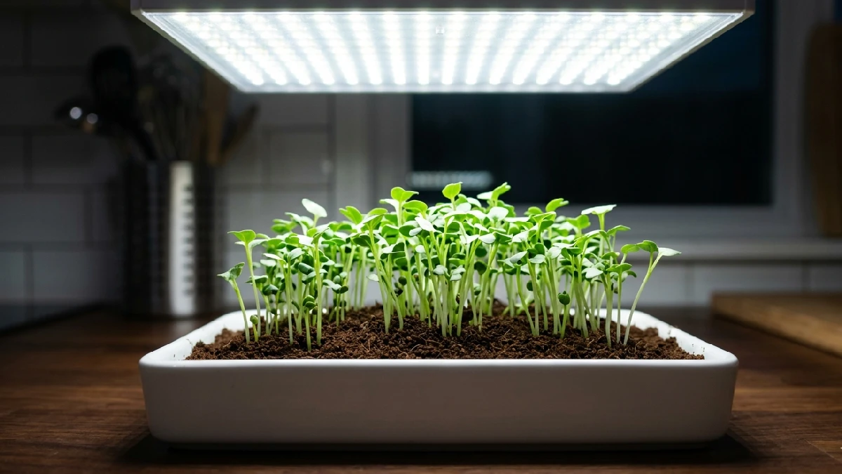 Weak light makes shoots stretch pale and stems grow thin. Use LED or window light, rotate trays daily, tiny effort, home feels alive again. 