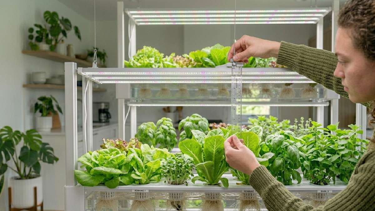 A person adjusting LED grow light height above indoor hydroponic plants with a ruler showing correct distance for healthy even growth. 