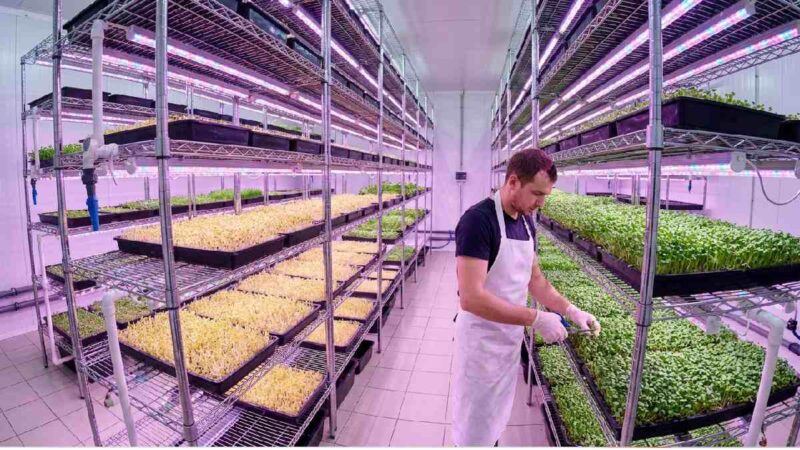 A large-scale commercial microgreen setup with multiple growing trays stacked on metal shelves under grow lights. 