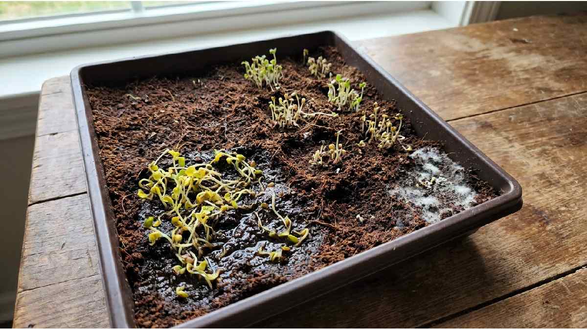 Wilting microgreens in a tray showing common growing mistakes like overwatering and poor drainage. 