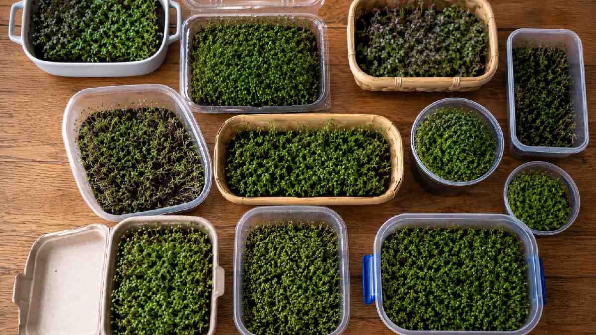 Different types of microgreen containers including plastic trays, eco friendly boxes, and repurposed home containers showing various simple growing options. 