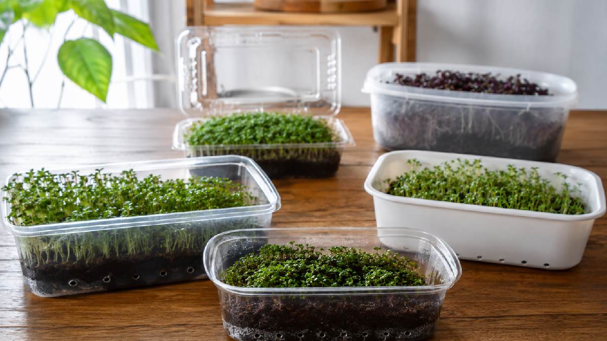 Various shallow microgreen containers including plastic trays and food boxes filled with soil and sprouting seeds showing simple home microgreen growing setup. 
