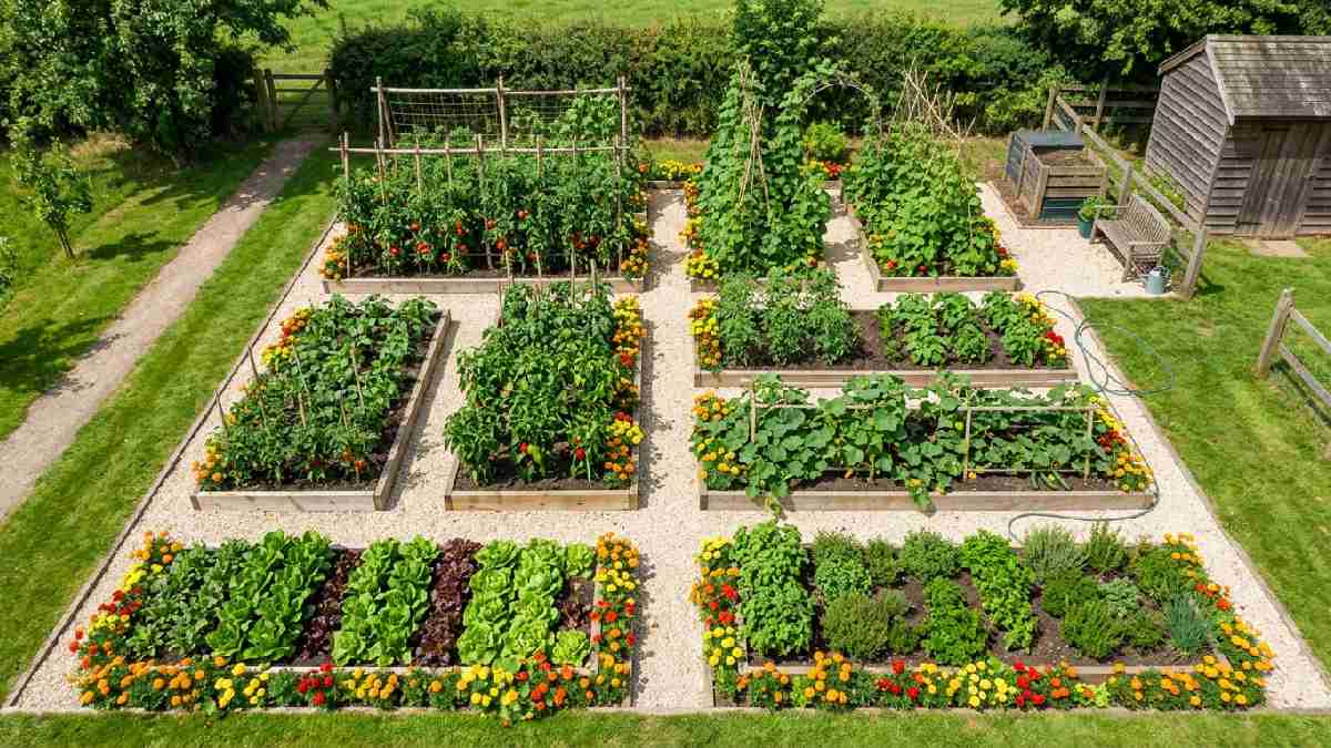 Well-planned vegetable garden layout showing organized raised beds with tall plants north short plants south pathways between and companion planting throughout.