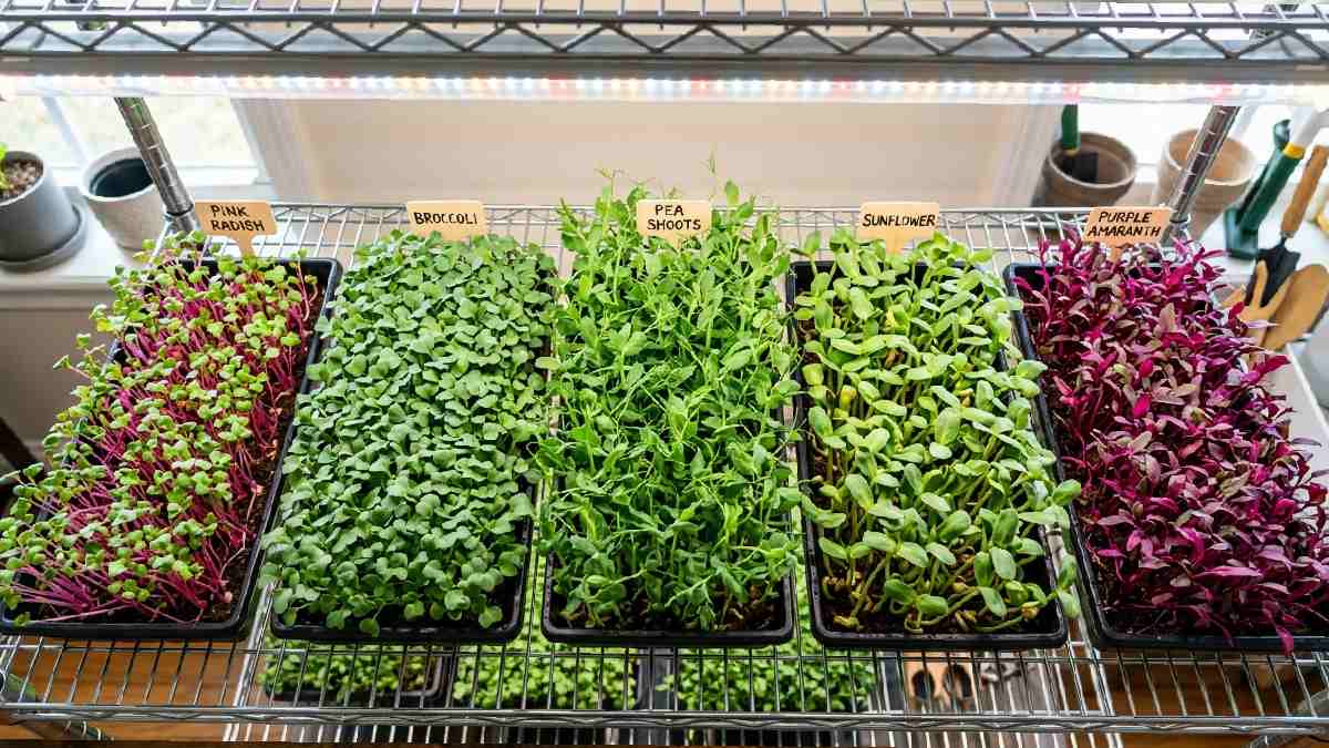 Radish broccoli pea shoots sunflower and amaranth microgreens in labeled trays on rack showing best varieties to grow at home. 