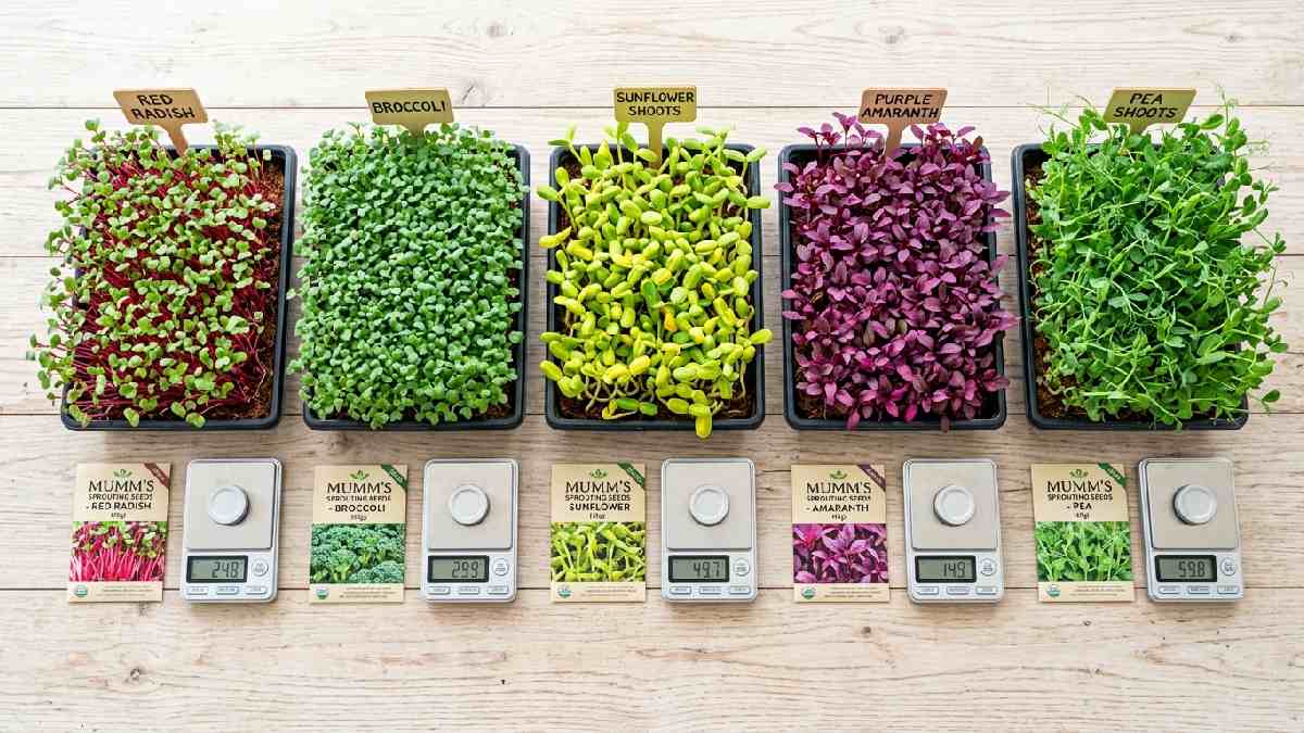 Radish, broccoli sunflower, pea shoots, and amaranth microgreens in labeled trays with seed gram weights showing popular varieties and calculator values. 