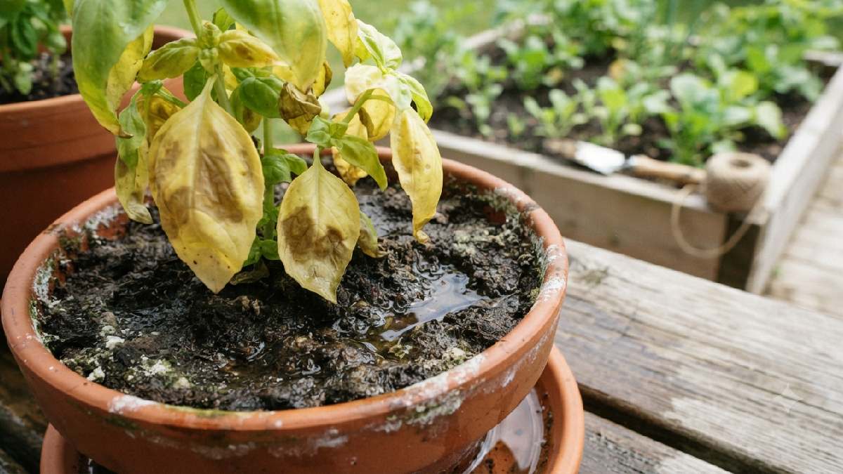 Common mistakes beginners make in gardening