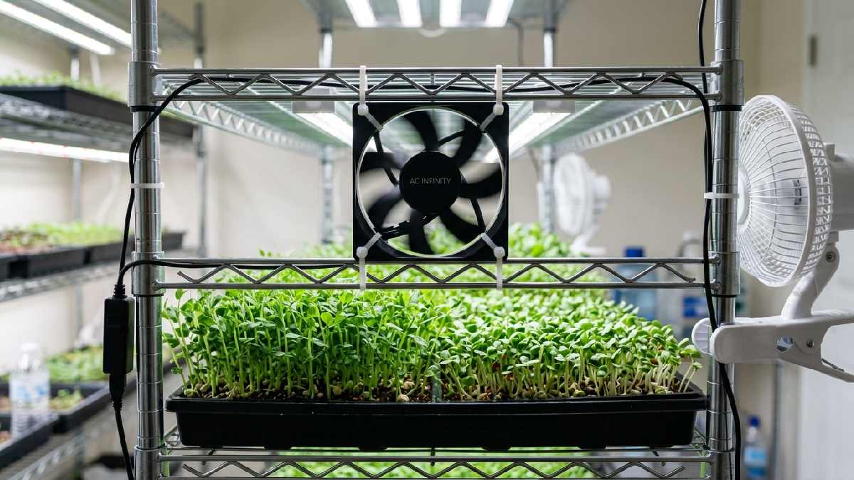 120mm USB fan zip-tied to rack shelf blowing airflow above microgreen trays showing how to add fans for mold prevention. 