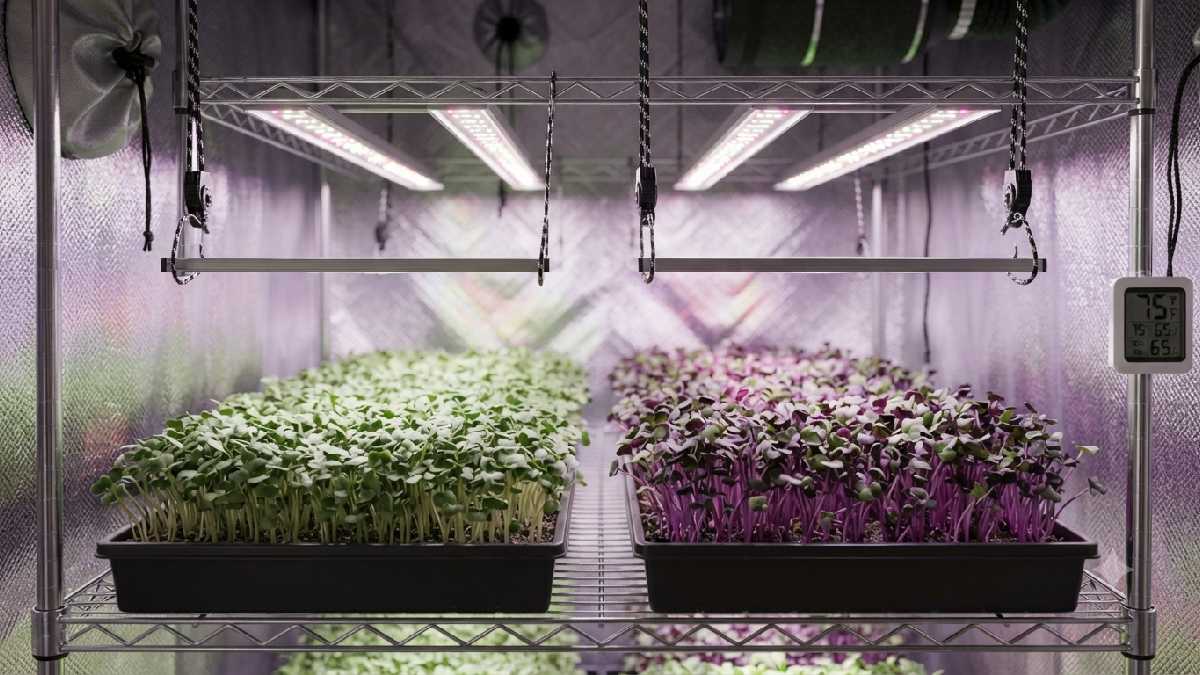 LED grow lights positioned above microgreens.
