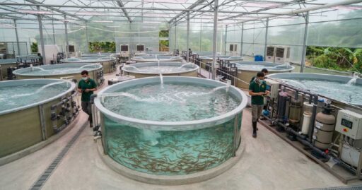 Indoor shrimp farming system with tanks and filtration