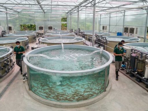 Indoor shrimp farming system with tanks and filtration