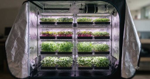 Microgreen Grow Tent