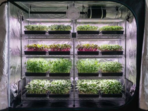 Microgreen Grow Tent